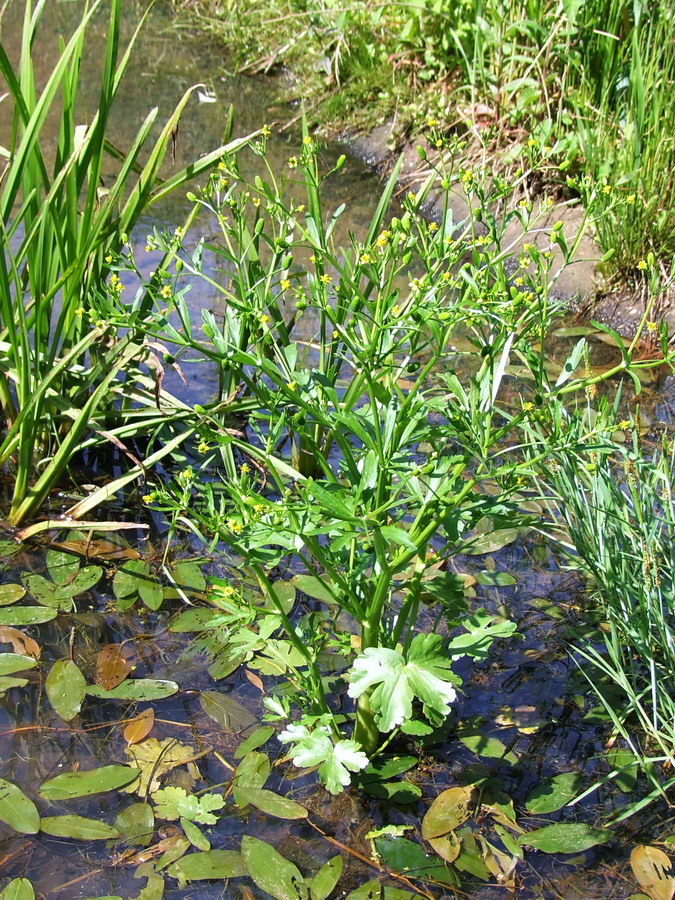 Click to view full size image