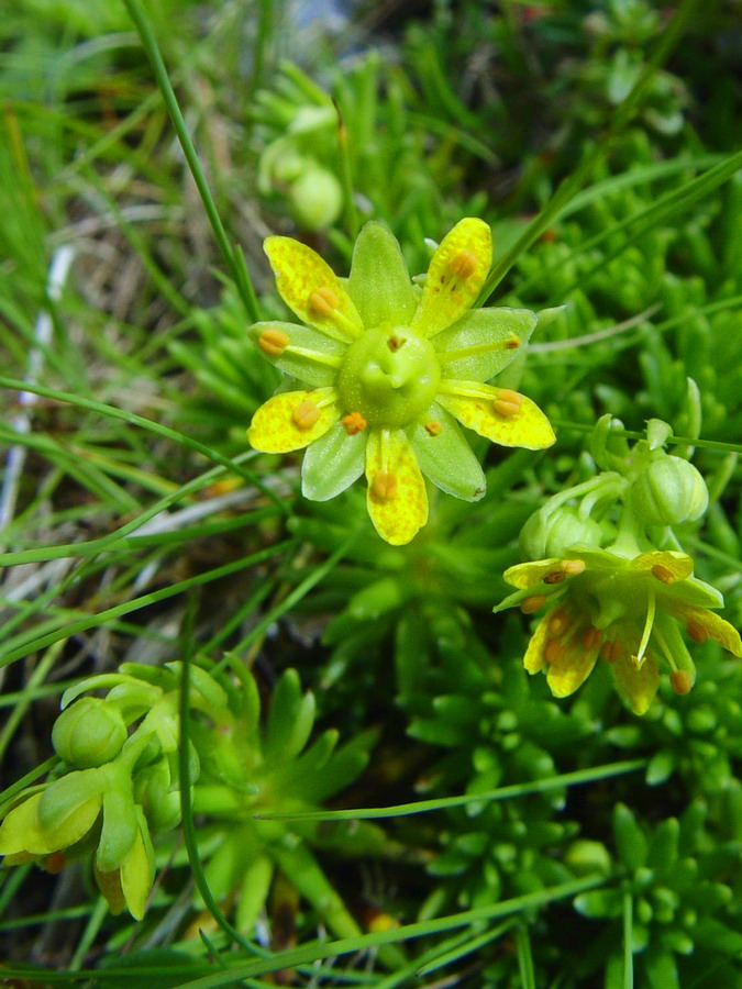 Click to view full size image