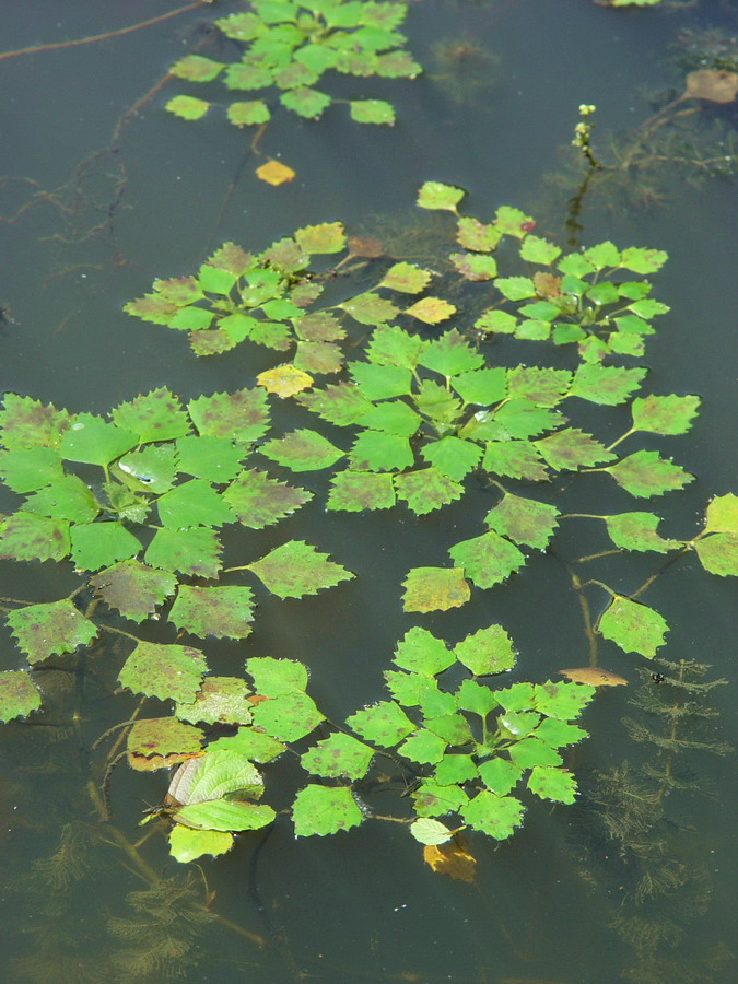 Click to view full size image