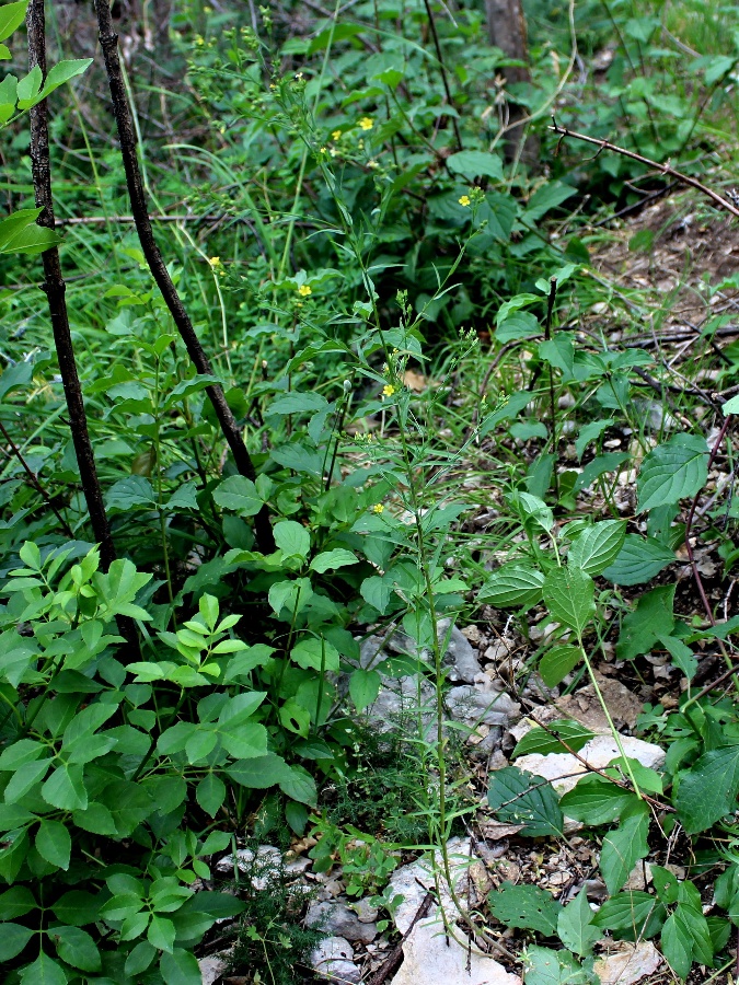 Click to view full size image