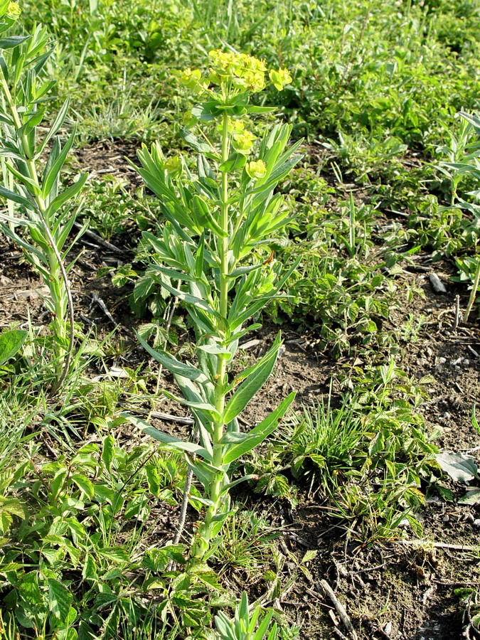 Click to view full size image