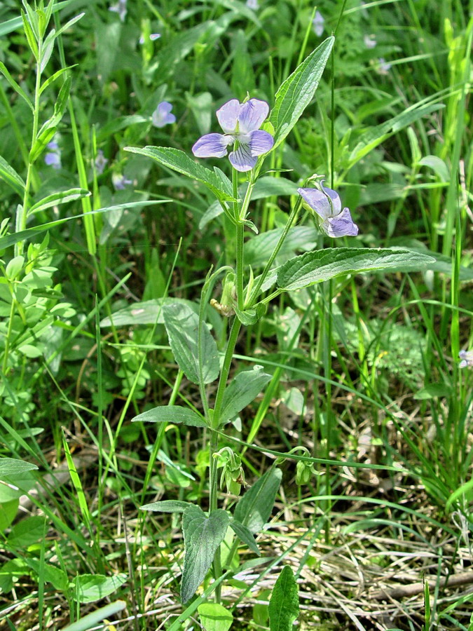 Click to view full size image