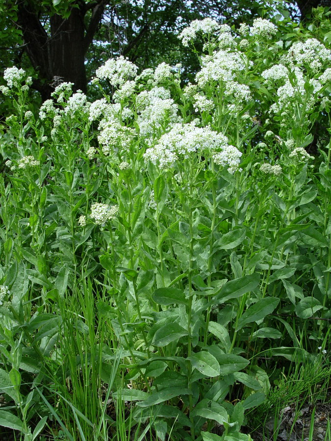 Click to view full size image