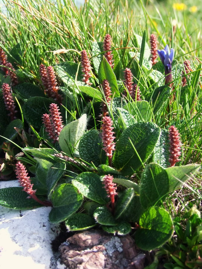 Click to view full size image