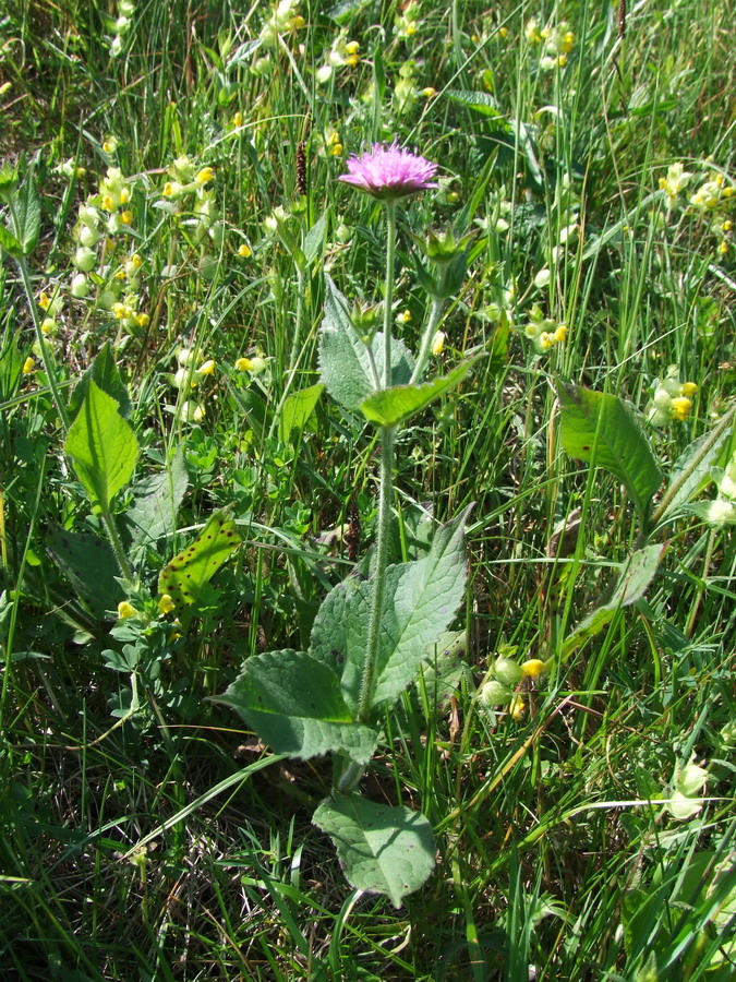 Click to view full size image