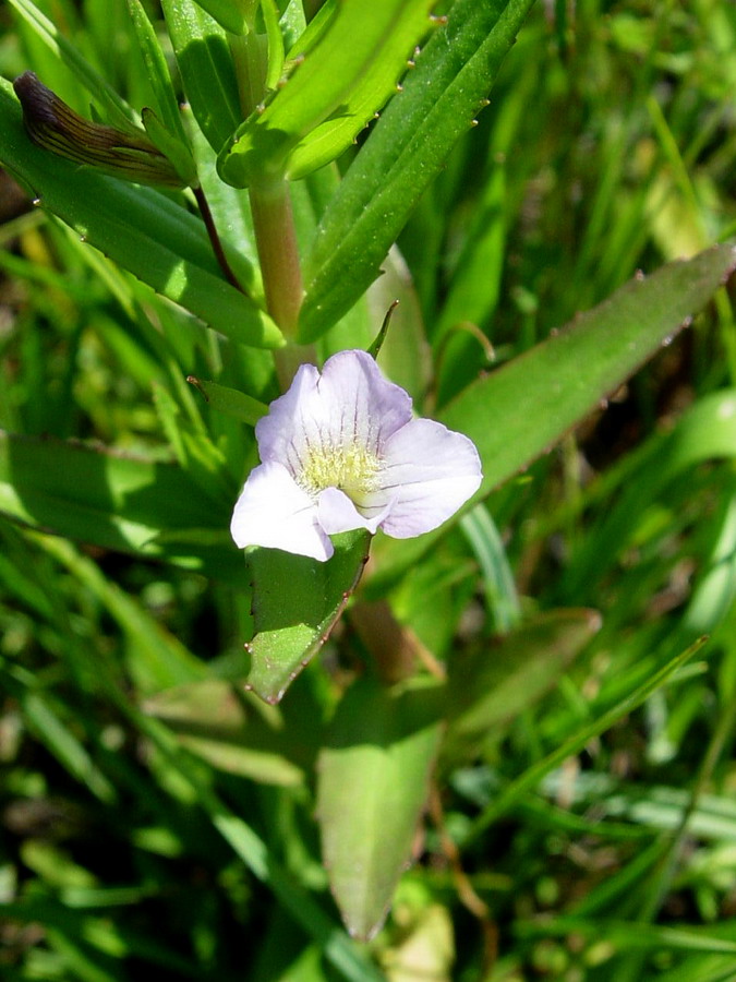 Click to view full size image