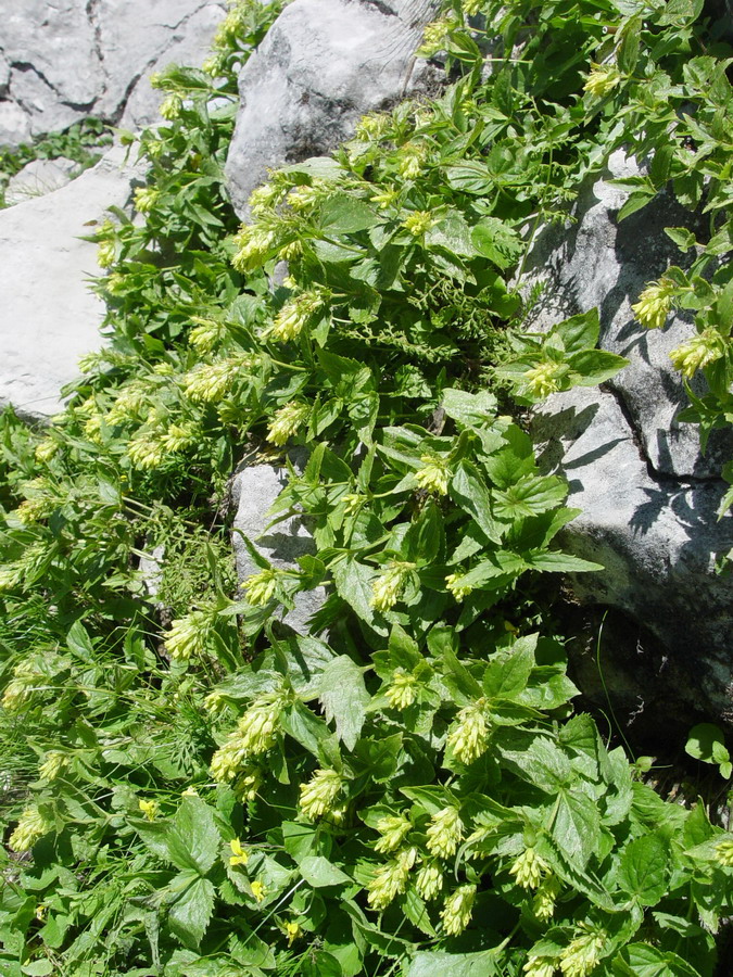 Click to view full size image