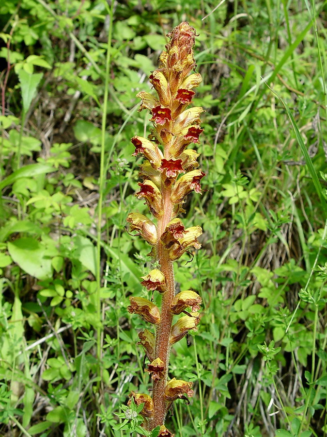 Click to view full size image