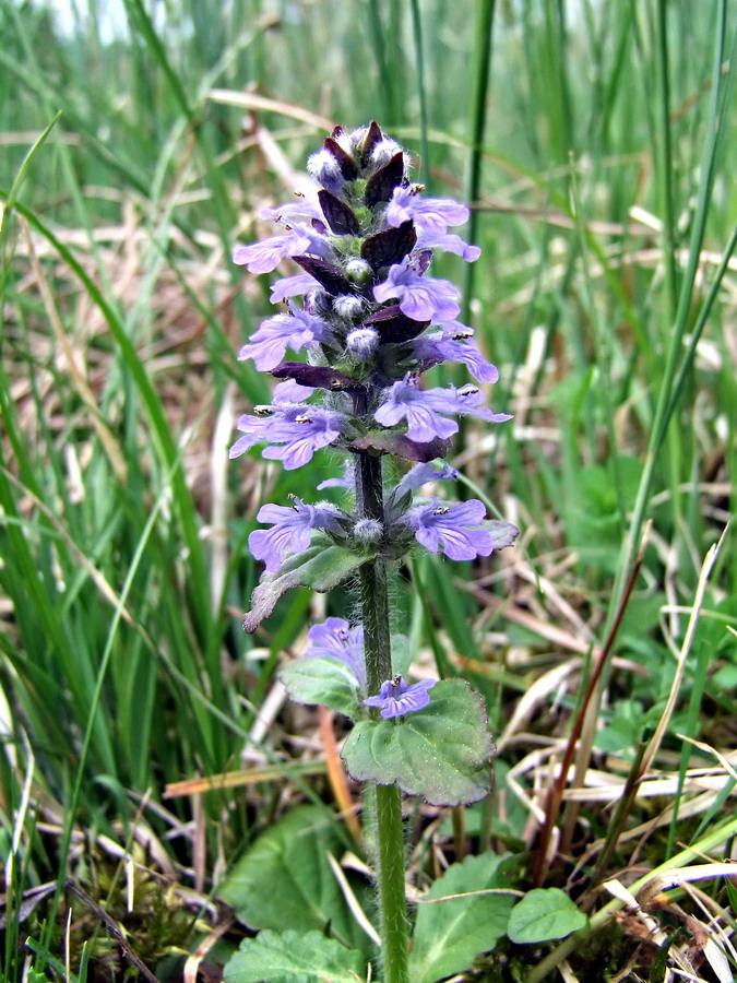 Click to view full size image