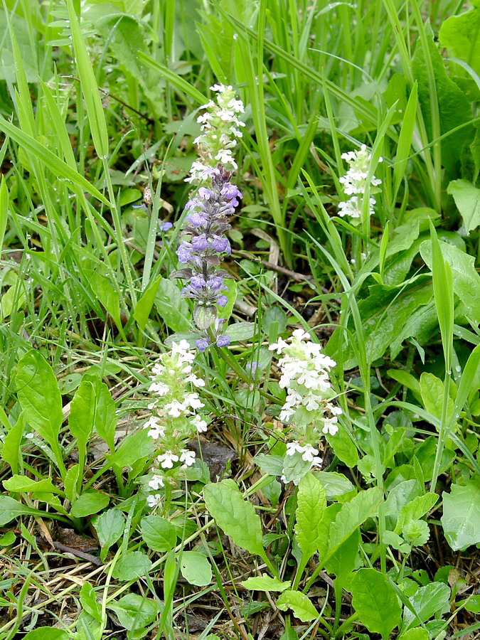 Click to view full size image