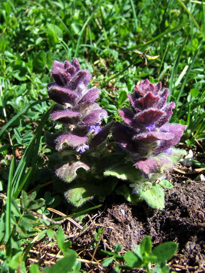 Click to view full size image