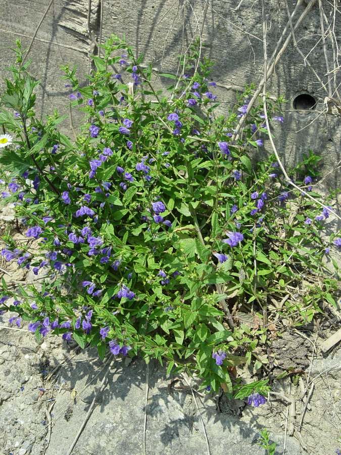 Click to view full size image