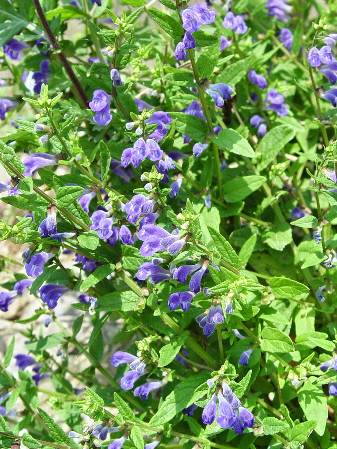 Click to view full size image