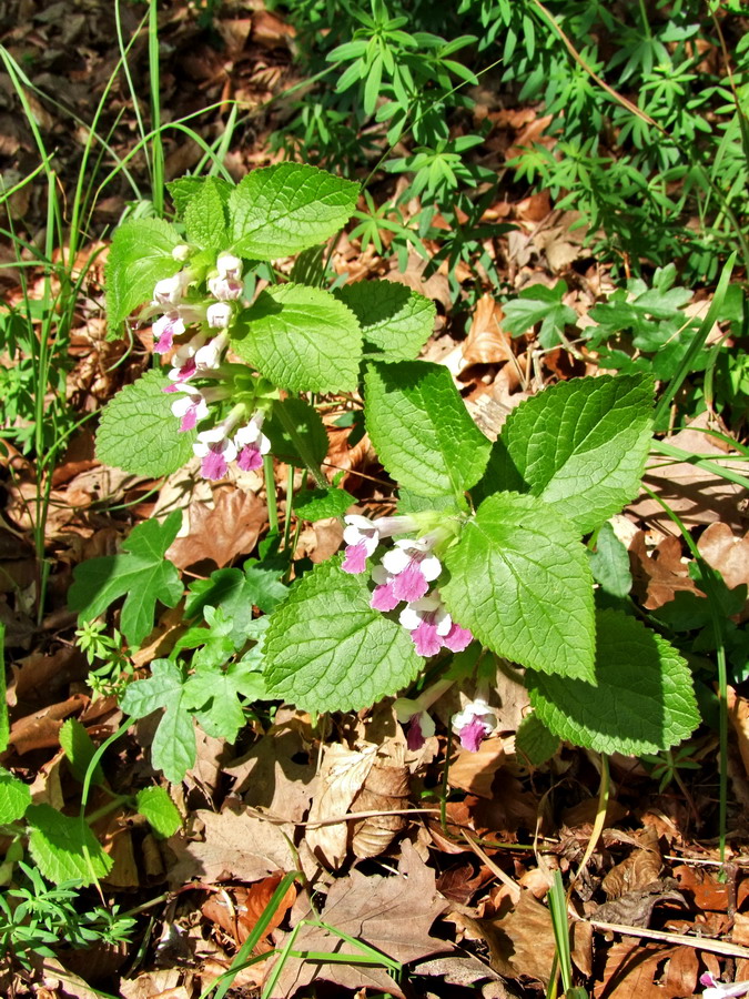 Click to view full size image