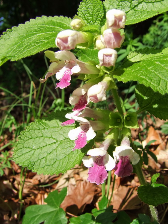 Click to view full size image