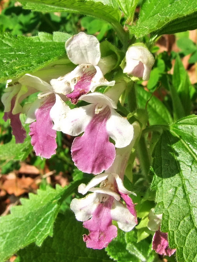 Click to view full size image