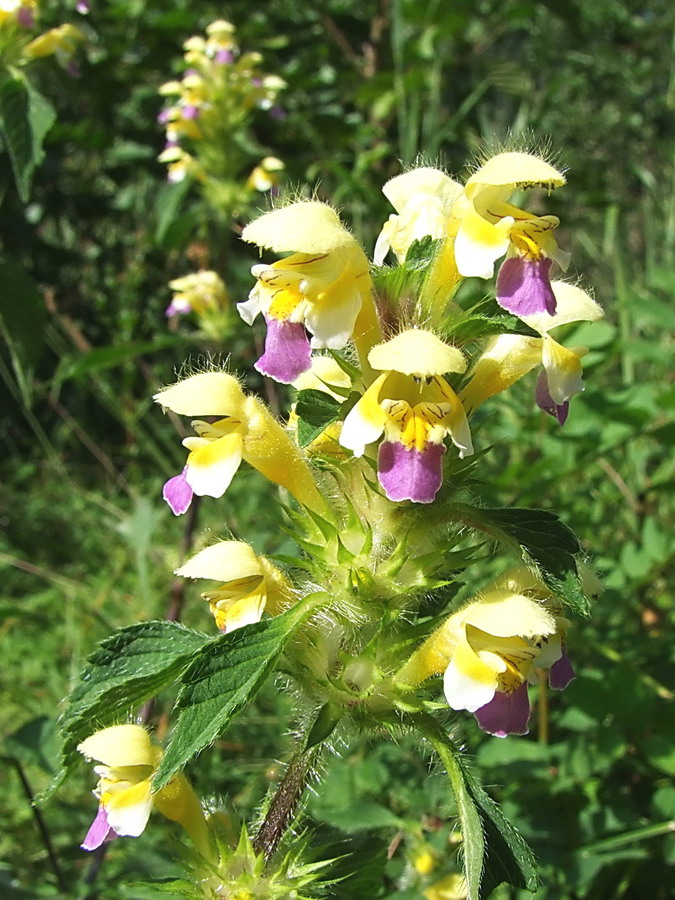 Click to view full size image