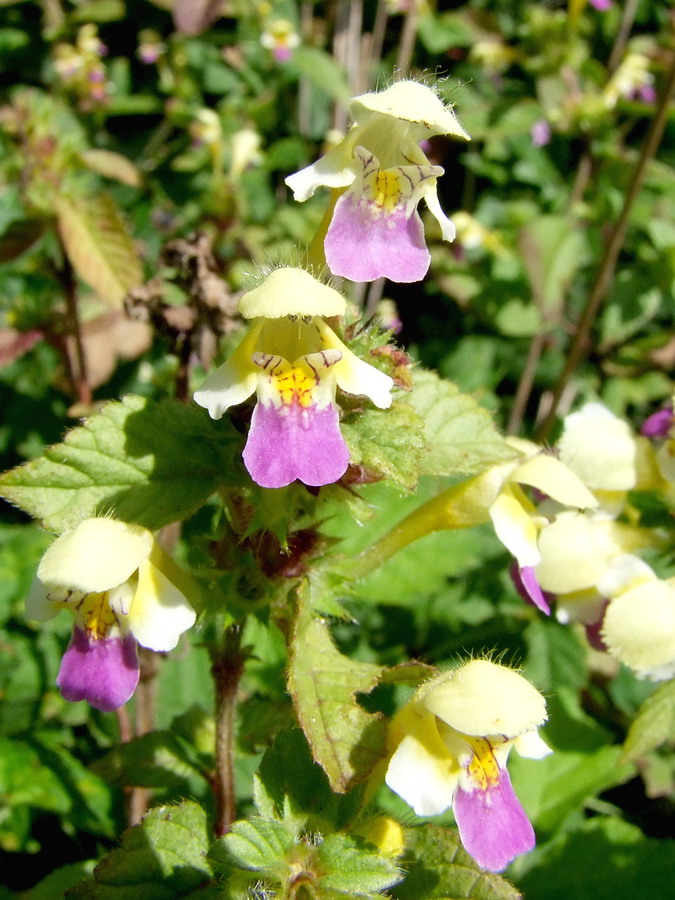 Click to view full size image