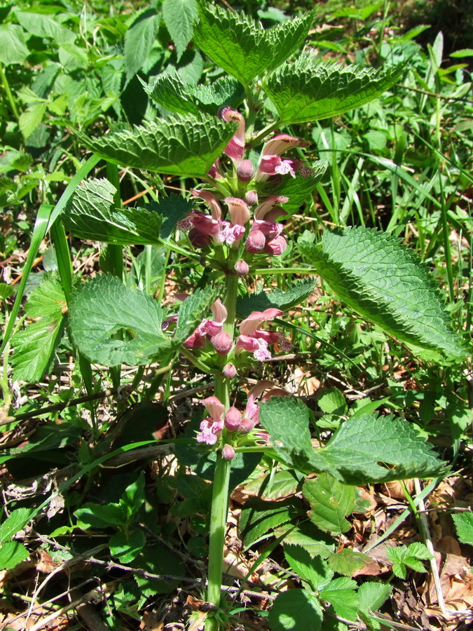 Click to view full size image