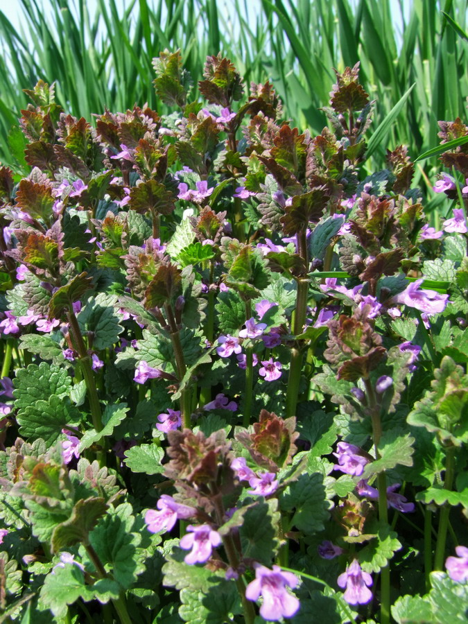 Click to view full size image