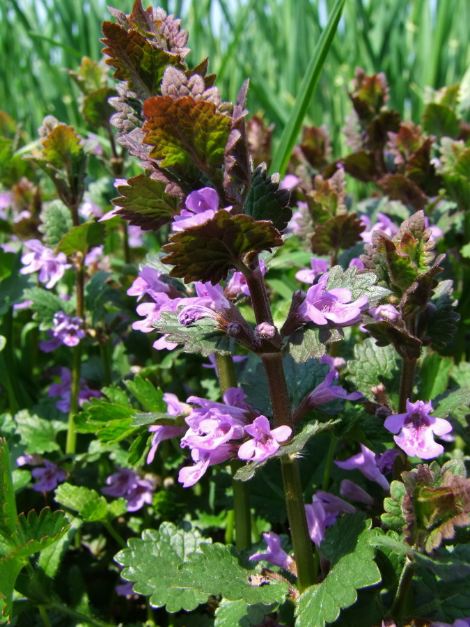 Click to view full size image