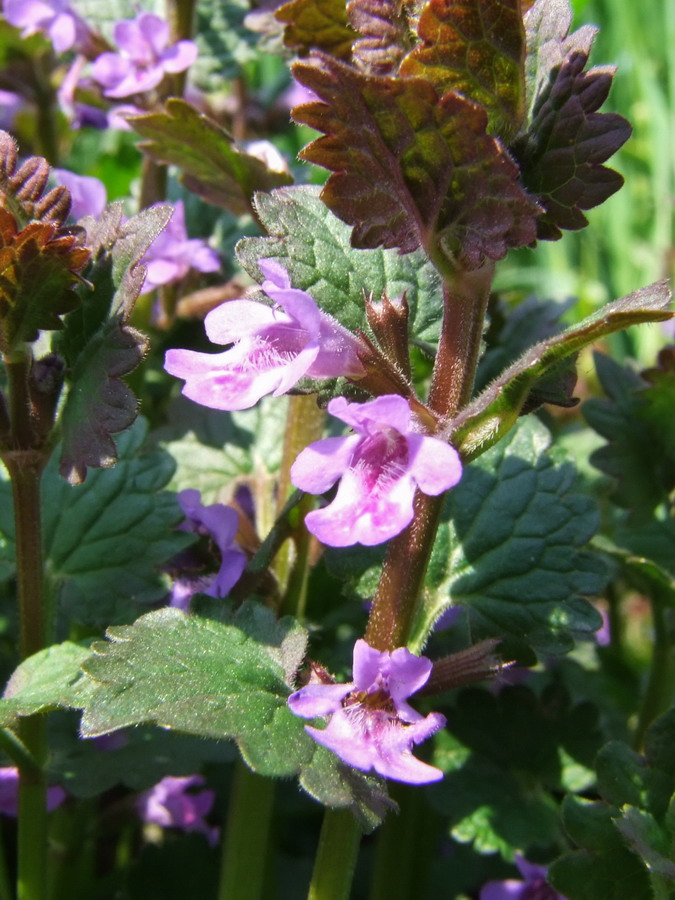 Click to view full size image