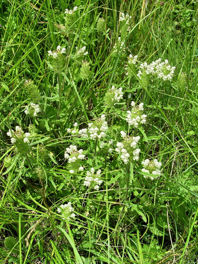 Click to view full size image