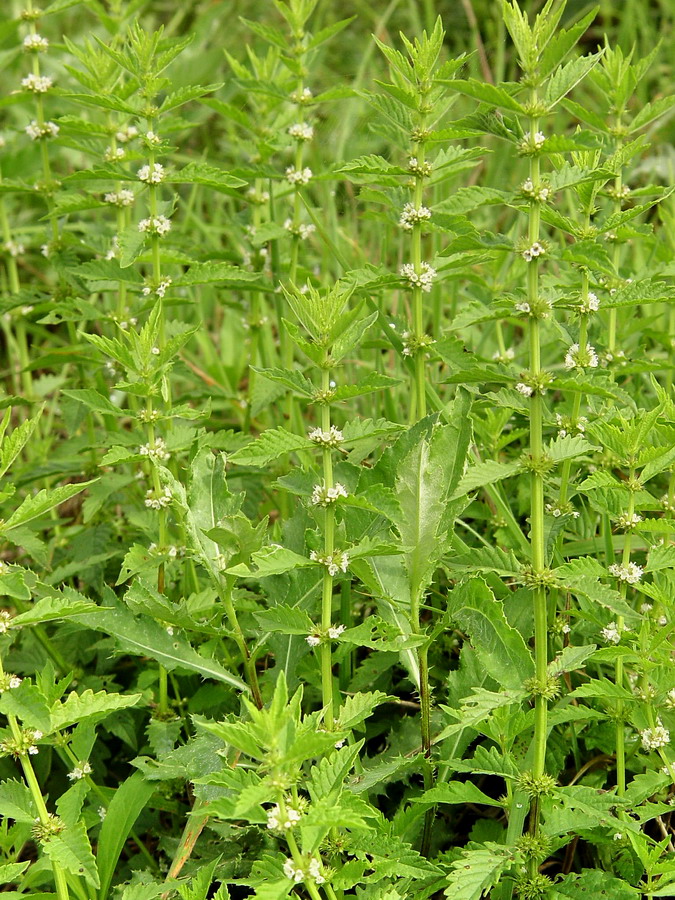 Click to view full size image