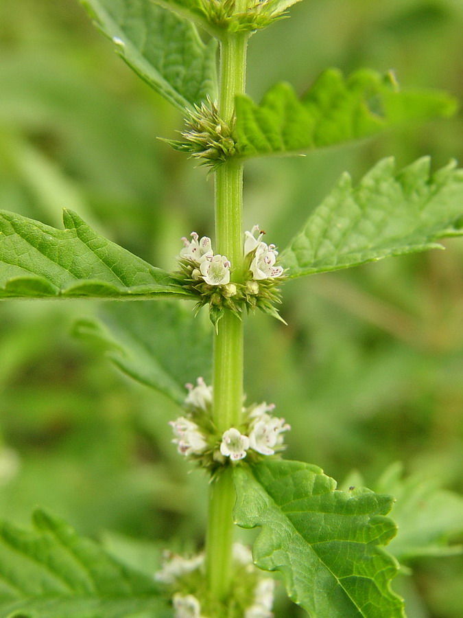 Click to view full size image