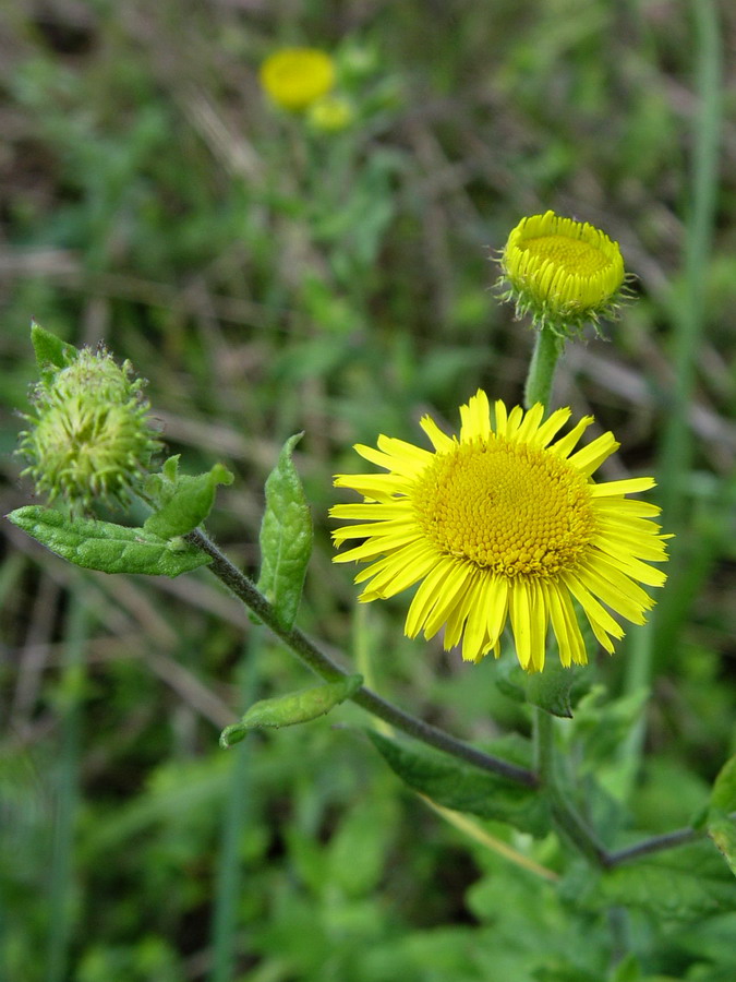 Click to view full size image