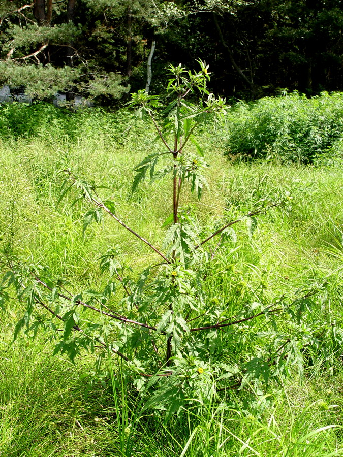 Click to view full size image