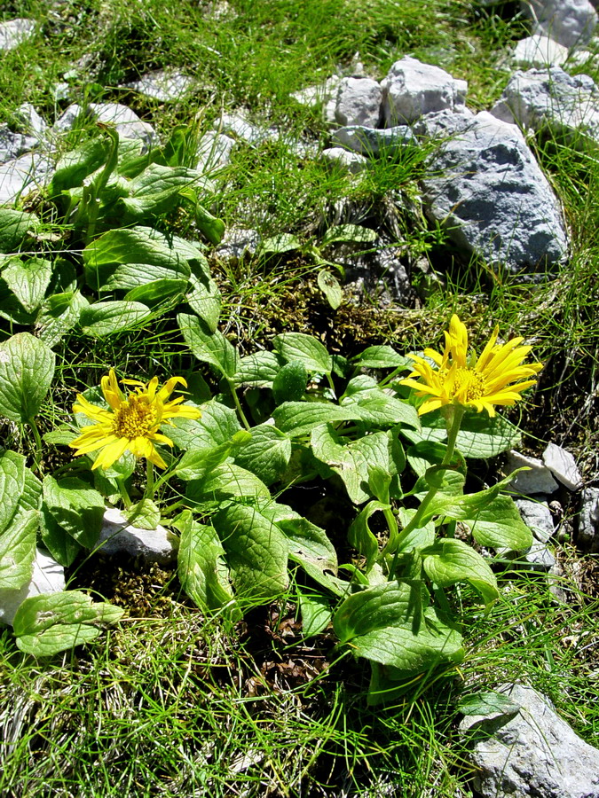 Click to view full size image