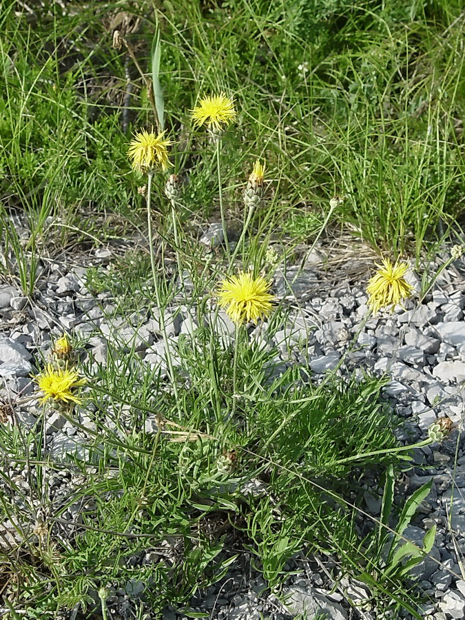 Click to view full size image