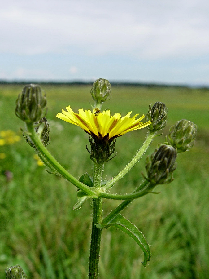 Click to view full size image