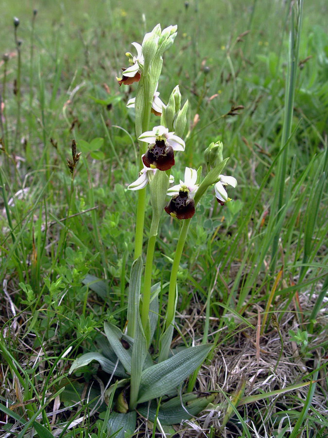 Click to view full size image