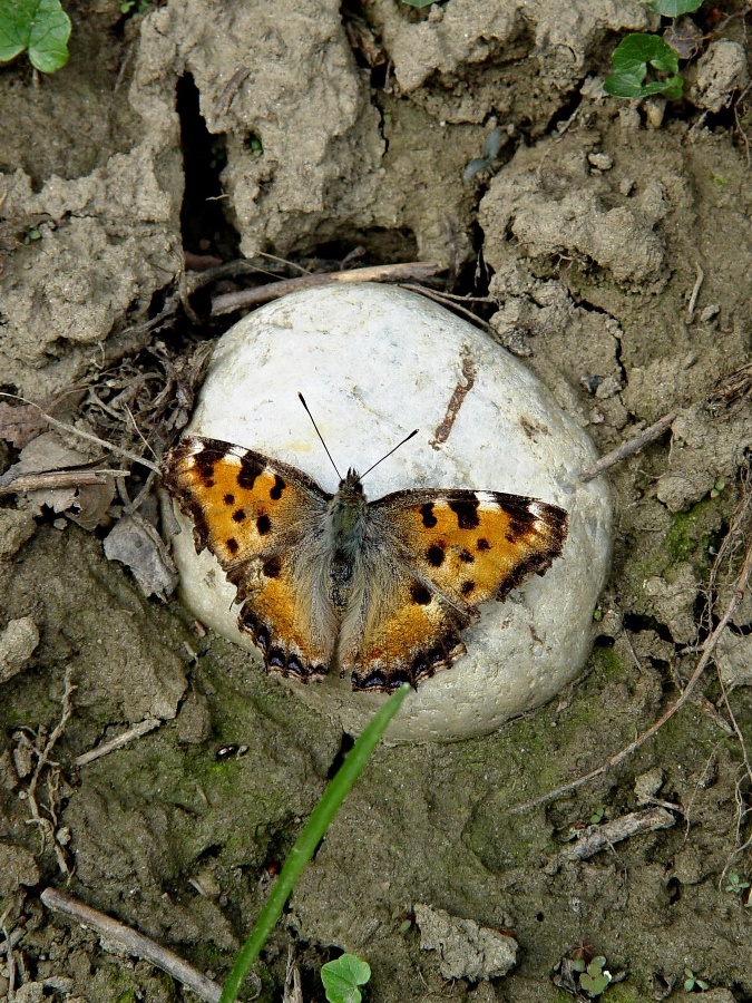 Click to view full size image