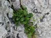 025_14_24be_zlatica_alpska_Ranunculus_alpestris_IMG_2003a.jpg