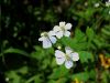 025_14_26bc_zlatica_omejelistna_Ranunculus_aconitifolius_IMG_7562.JPG