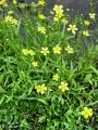 025_14_29ba_Zlatica_zgoca_Ranunculus_flammula_DSC01559.jpg