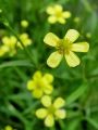 025_14_29bc_Zlatica_zgoca_Ranunculus_flammula_DSC01561.jpg