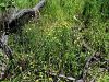 025_14_29bc_Zlatica_zgoca_Ranunculus_flammula_IMG_6501a_(1).jpg