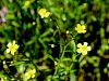 025_14_29be_Zlatica_zgoca_Ranunculus_flammula_IMG_6503a.JPG