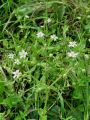 029_09_01ba_Mokrica_navadna_Myosoton_aquaticum_DSC02486.jpg