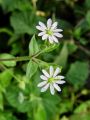 029_09_01bb_Mokrica_navadna_Myosoton_aquaticum_DSC02485.jpg