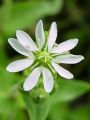 029_09_01bc_Mokrica_navadna_Myosoton_aquaticum_DSC02521.jpg