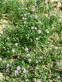 029_17_01bb_rdeca_nitnica_Spergula_rubra_DSC01643.jpg
