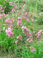 029_19_01ba_navadna_smolnica_Viscaria_vulgaris_DSC00069.jpg