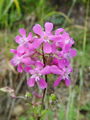029_19_01bb_navadna_smolnica_Viscaria_vulgaris_DSC00070.jpg
