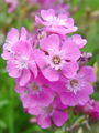 029_19_01bc_navadna_smolnica_Viscaria_vulgaris_DSC00068.jpg