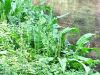 Filename=035_06_19bd_Kislica_konjska_Rumex_hydrolapathum_2013_09060002.jpg
Filesize=369KB
Dimensions=900x675
Date added=Apr 05, 2015 035_06_19bd_Kislica_konjska_Rumex_hydrolapathum_2013_09060002.jpg